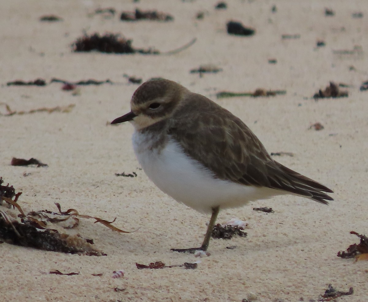 Double-banded Plover - ML549058011
