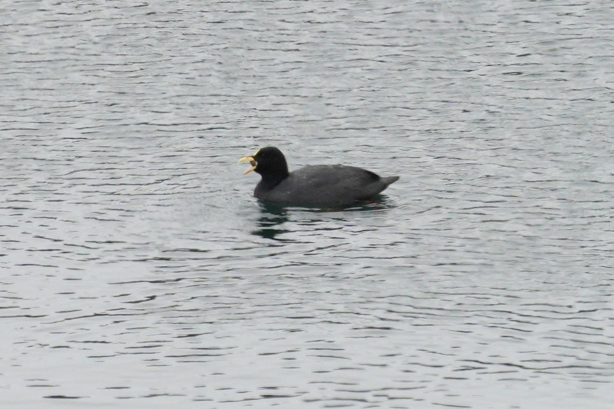 Red-gartered Coot - ML549059451