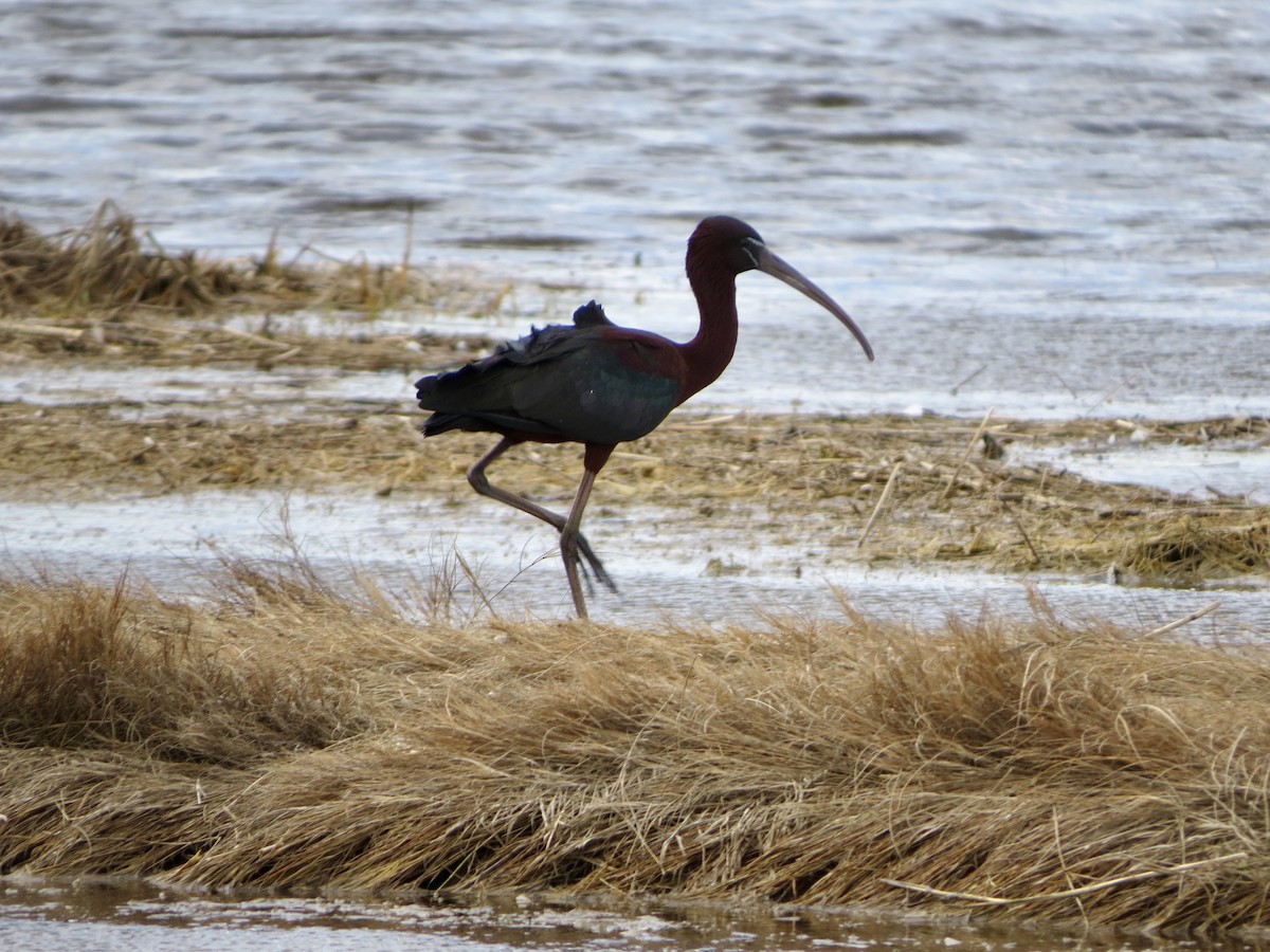 Glossy Ibis - Jeanne-Marie Maher