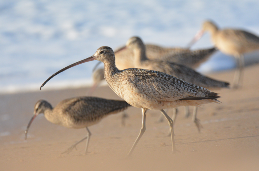 Long-billed Curlew - ML549063121