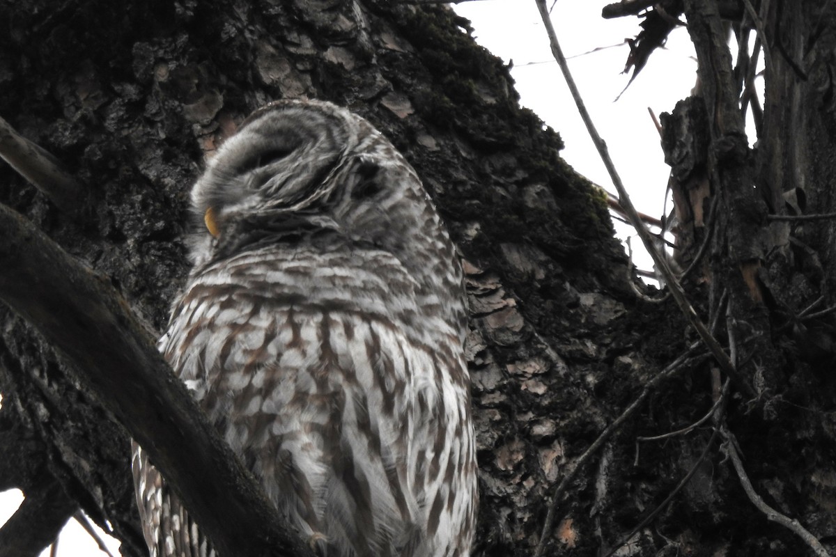 Barred Owl - ML549064441