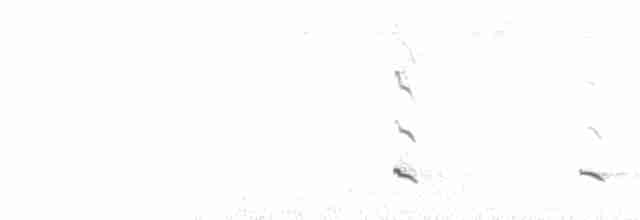  - Osprey (carolinensis)