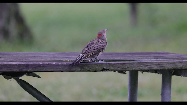 Northern Flicker (Yellow-shafted) - ML549074191