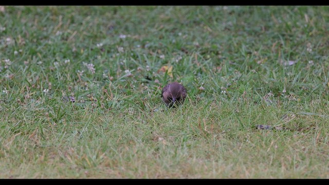 Northern Flicker (Yellow-shafted) - ML549074251