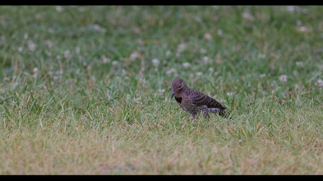 Northern Flicker (Yellow-shafted) - ML549074411