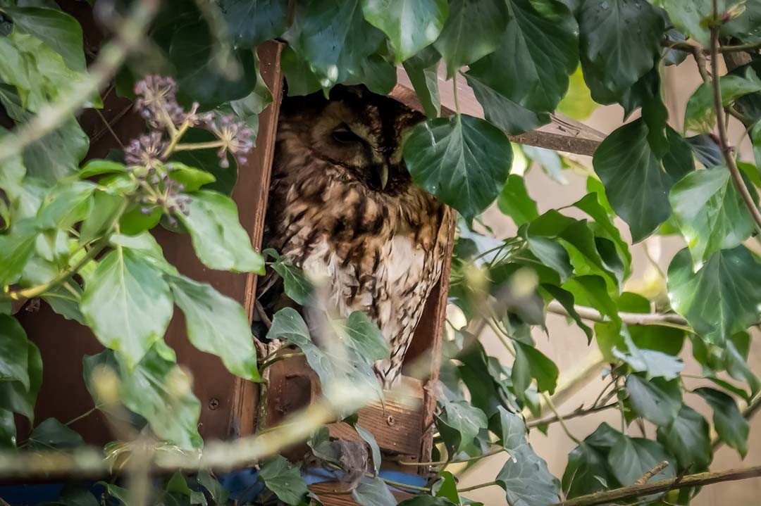 Tawny Owl - ML549075351