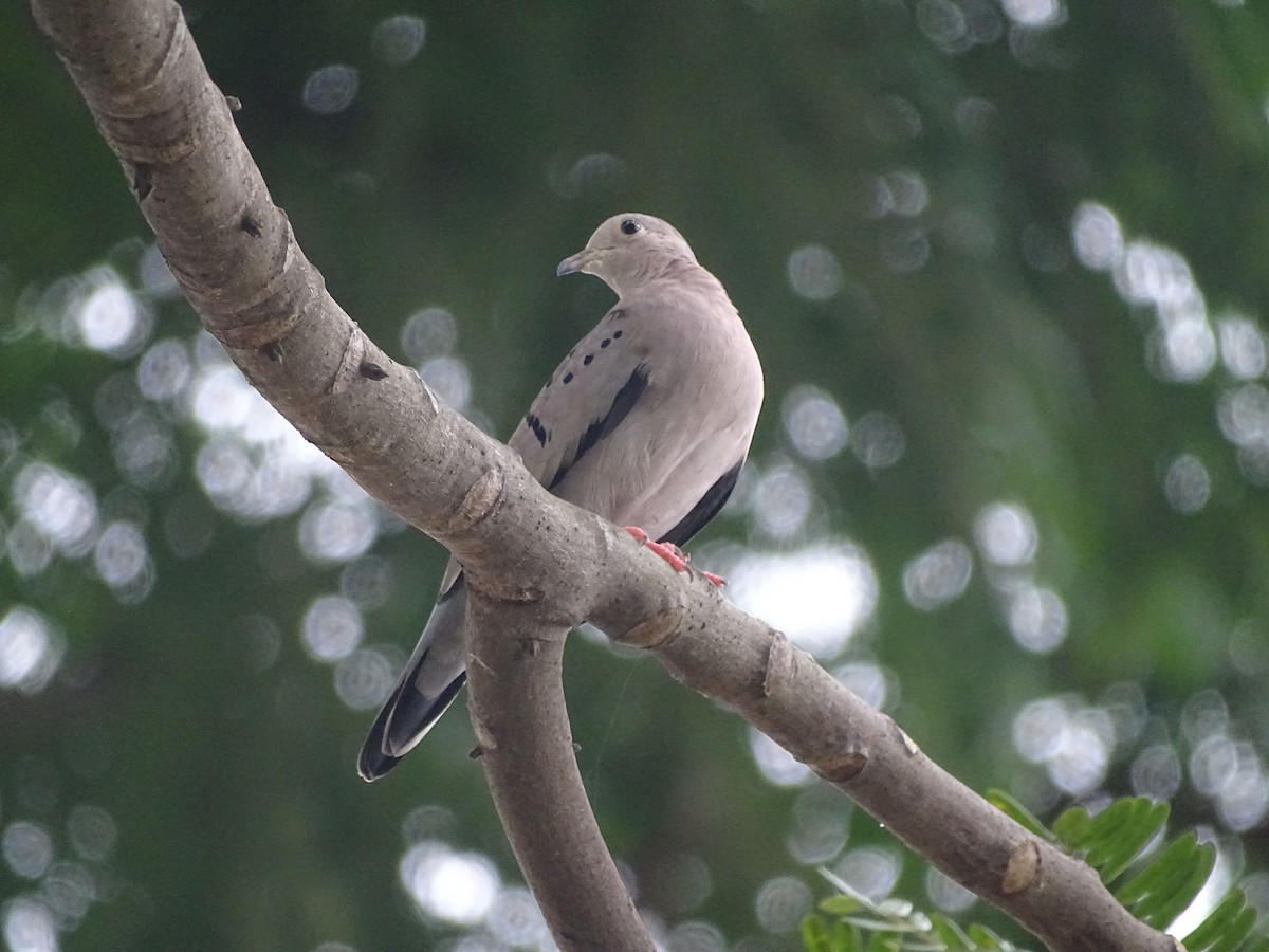 Ecuadorian Ground Dove - Radek Nesvačil