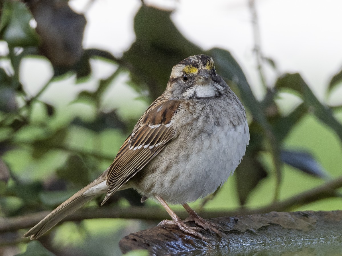 White-throated Sparrow - Steven Hunter
