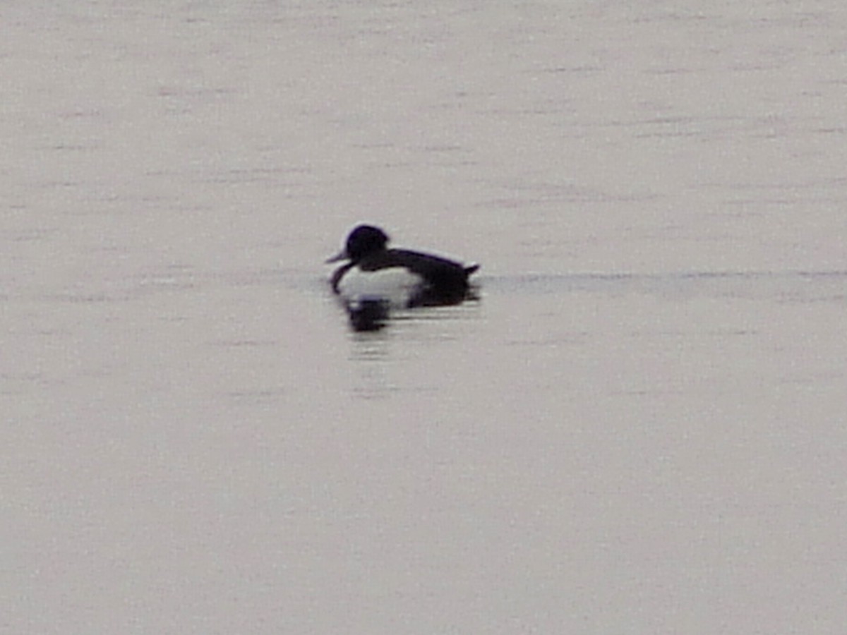 Tufted Duck - ML549082271
