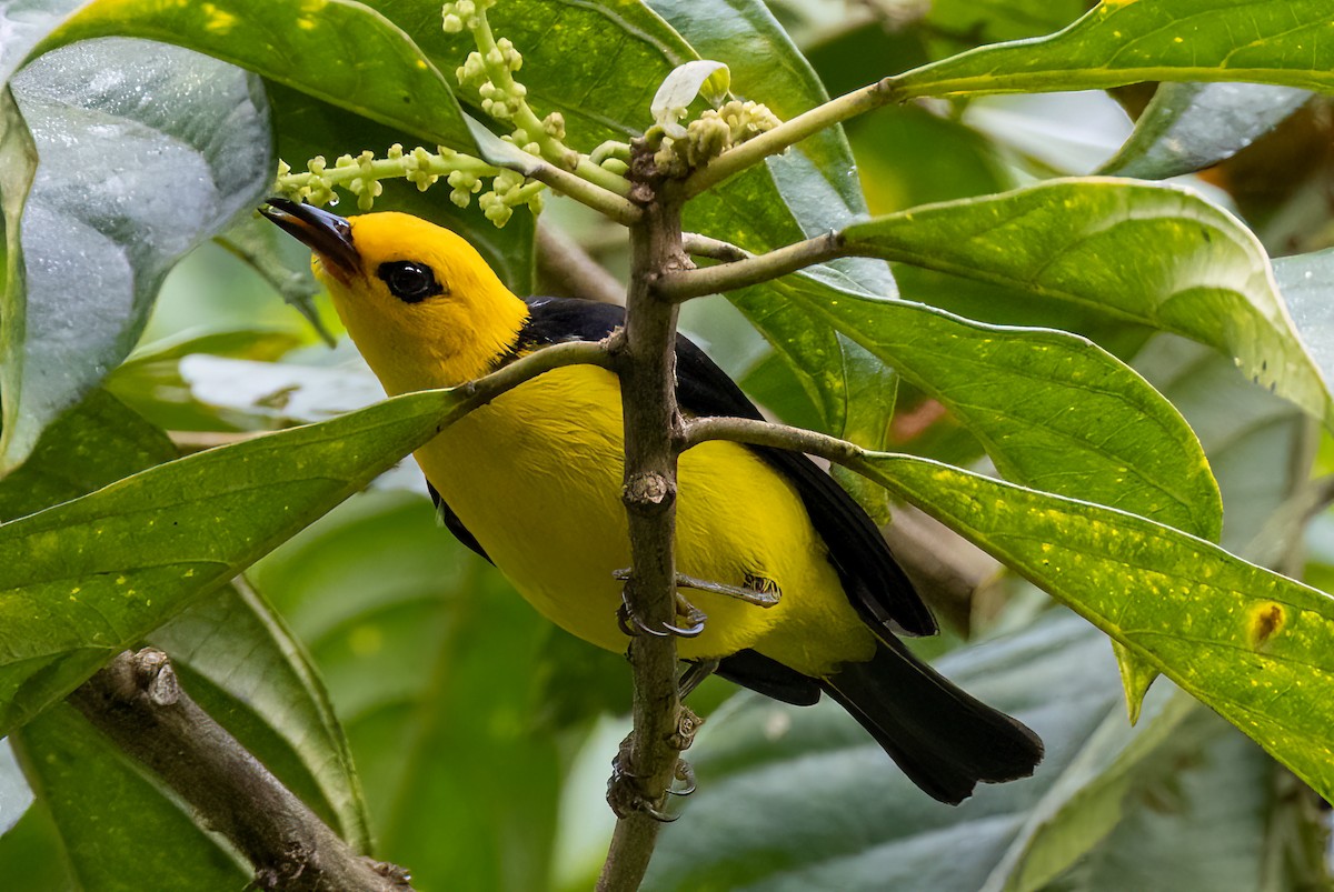 Black-and-yellow Tanager - Iris Kilpatrick