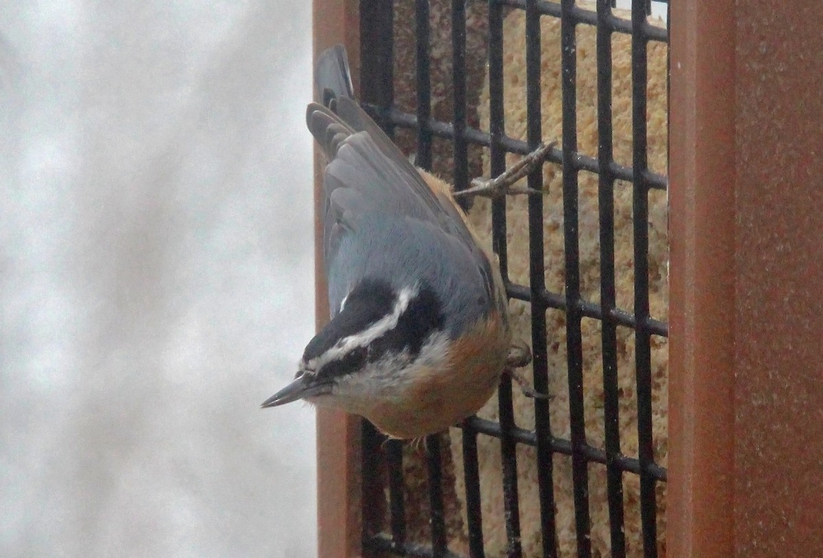 Red-breasted Nuthatch - ML549084341