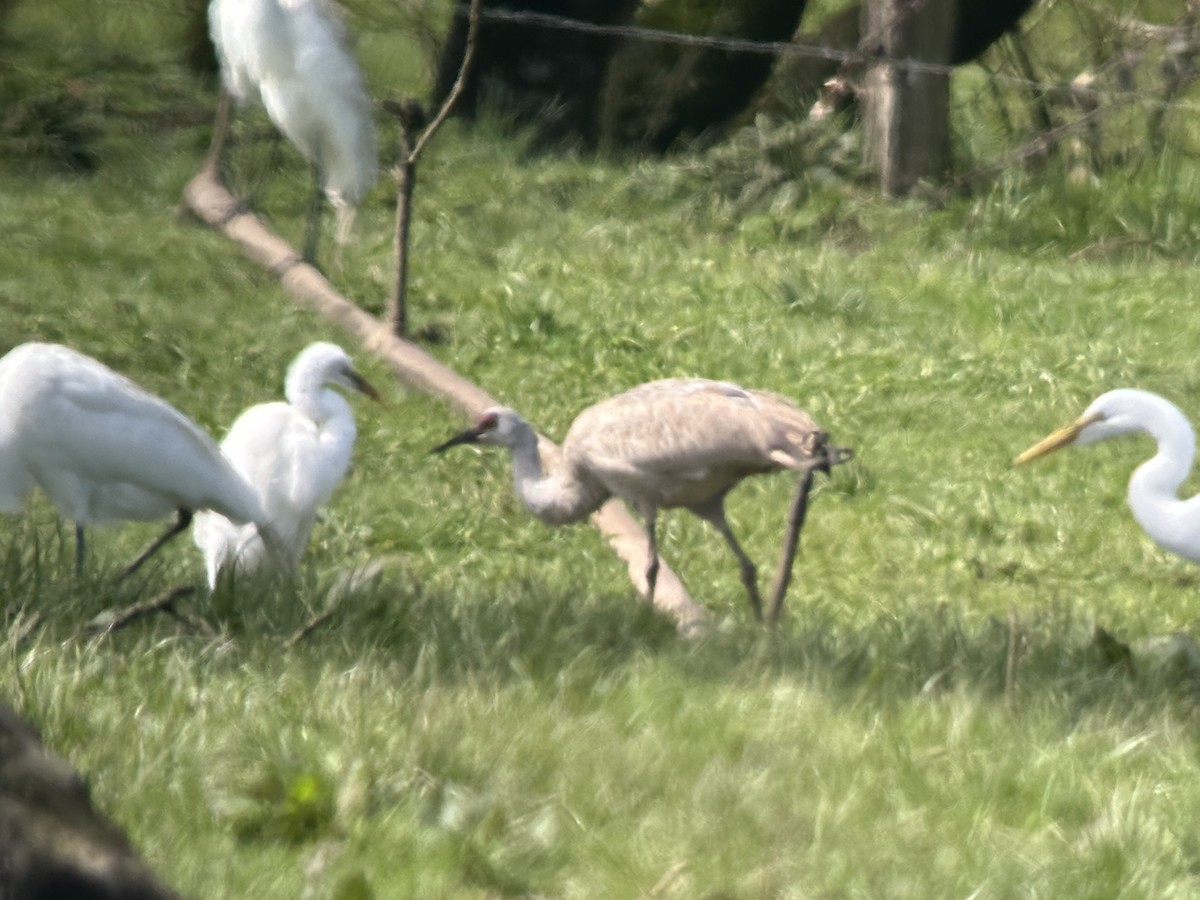 Sandhill Crane - Lucas Brug