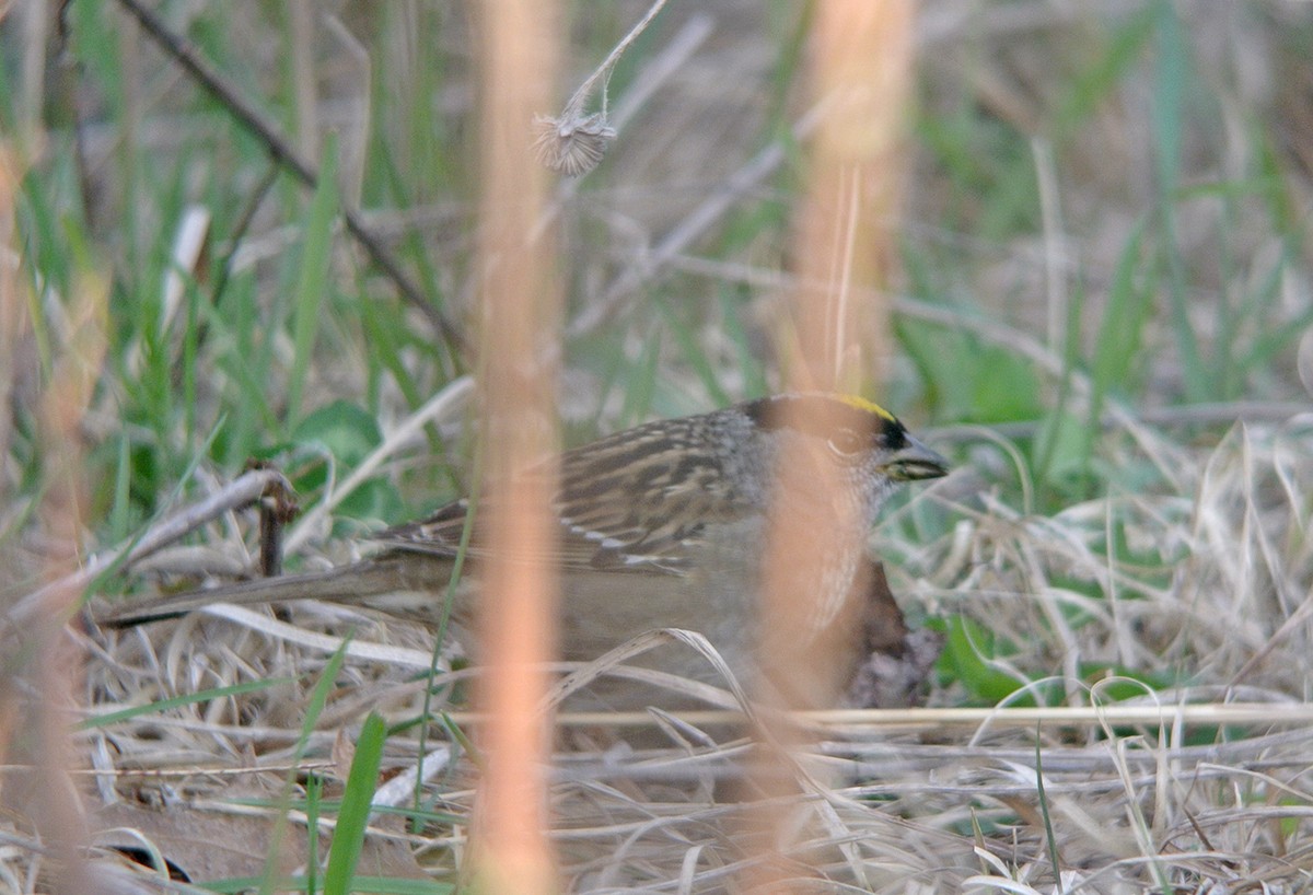 Golden-crowned Sparrow - ML54909211