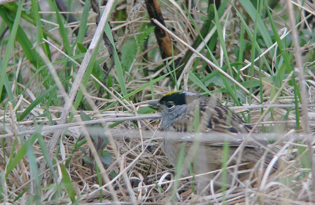Golden-crowned Sparrow - ML54909221