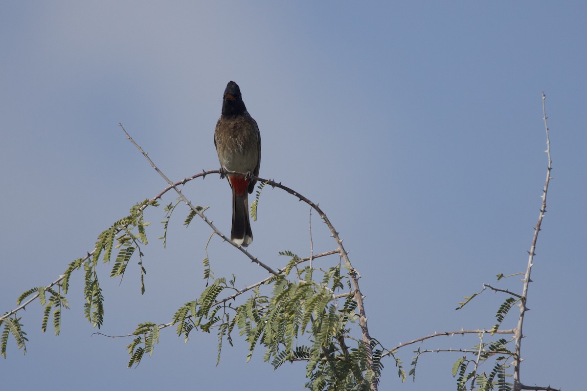 Red-vented Bulbul - ML549092341