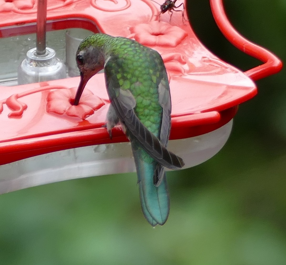 kolibřík šedoprsý - ML549093721