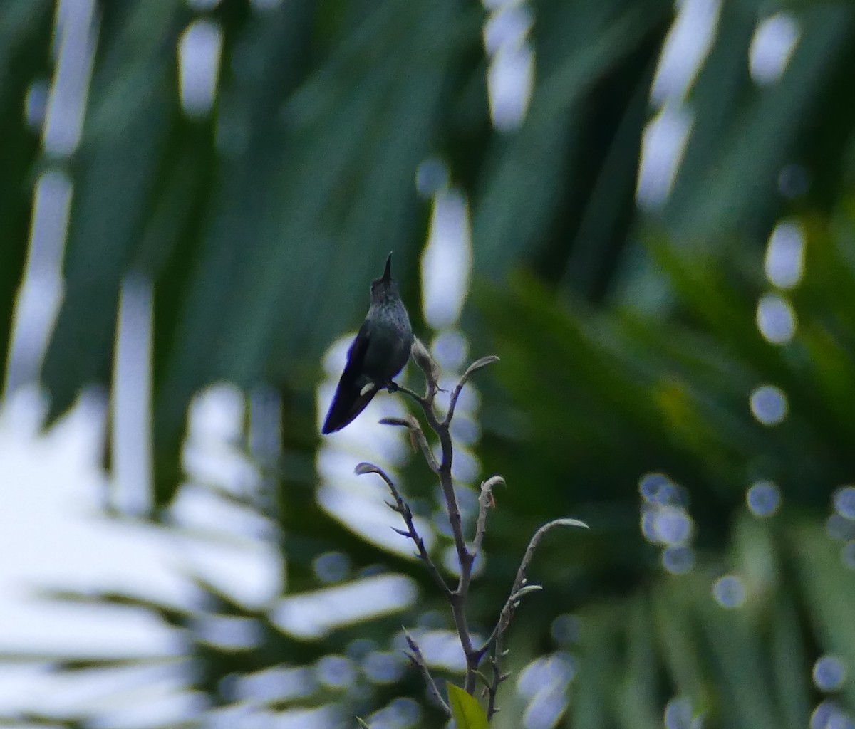 Many-spotted Hummingbird - ML549093861