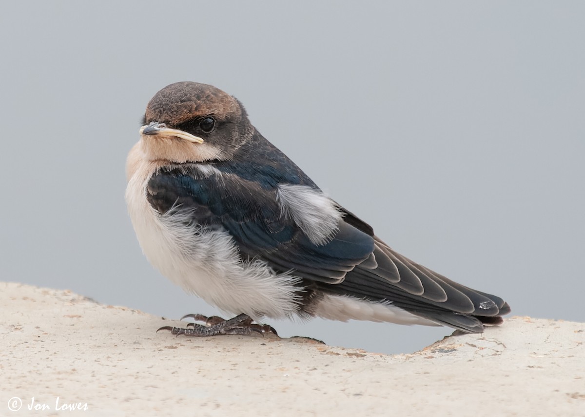 Wire-tailed Swallow - ML549095711