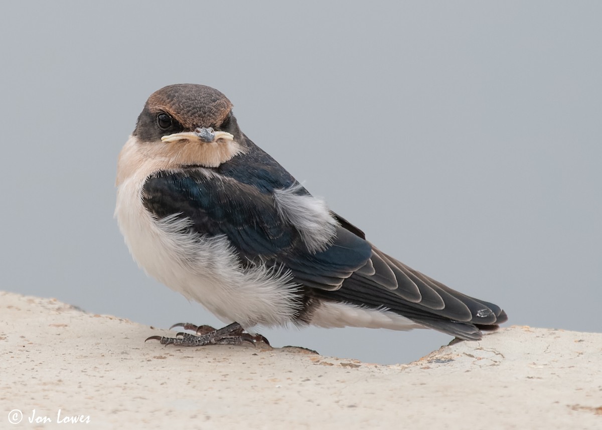 Wire-tailed Swallow - ML549095721