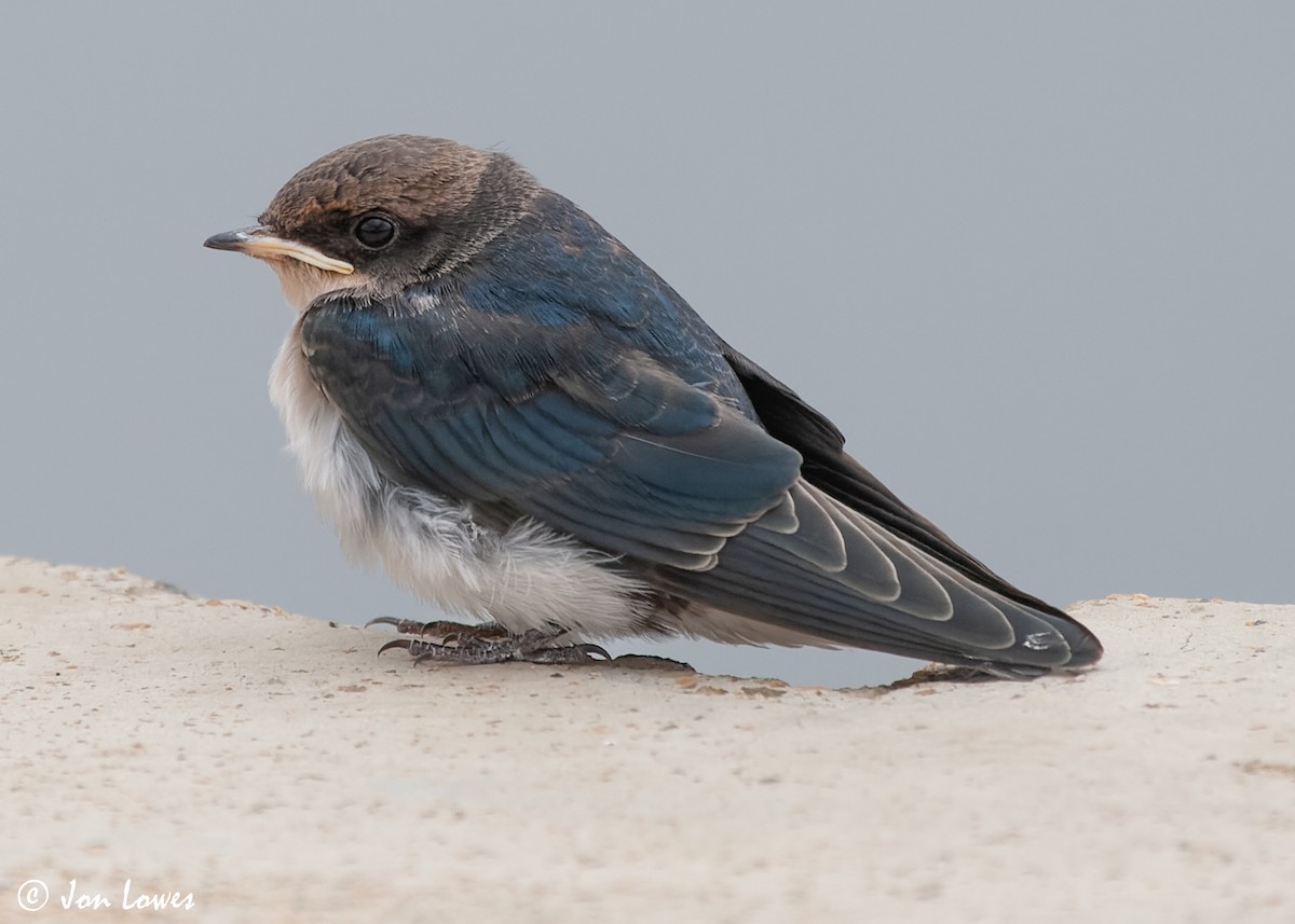 Wire-tailed Swallow - Jon Lowes