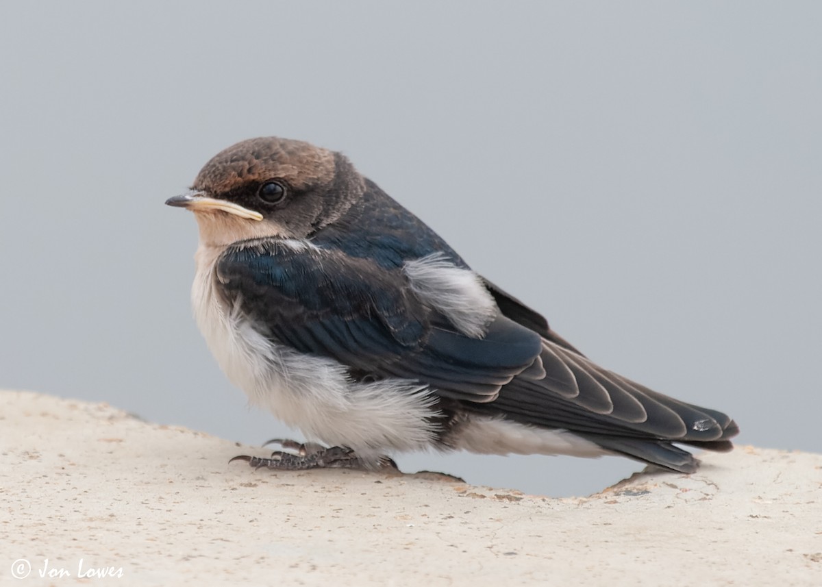 Wire-tailed Swallow - Jon Lowes
