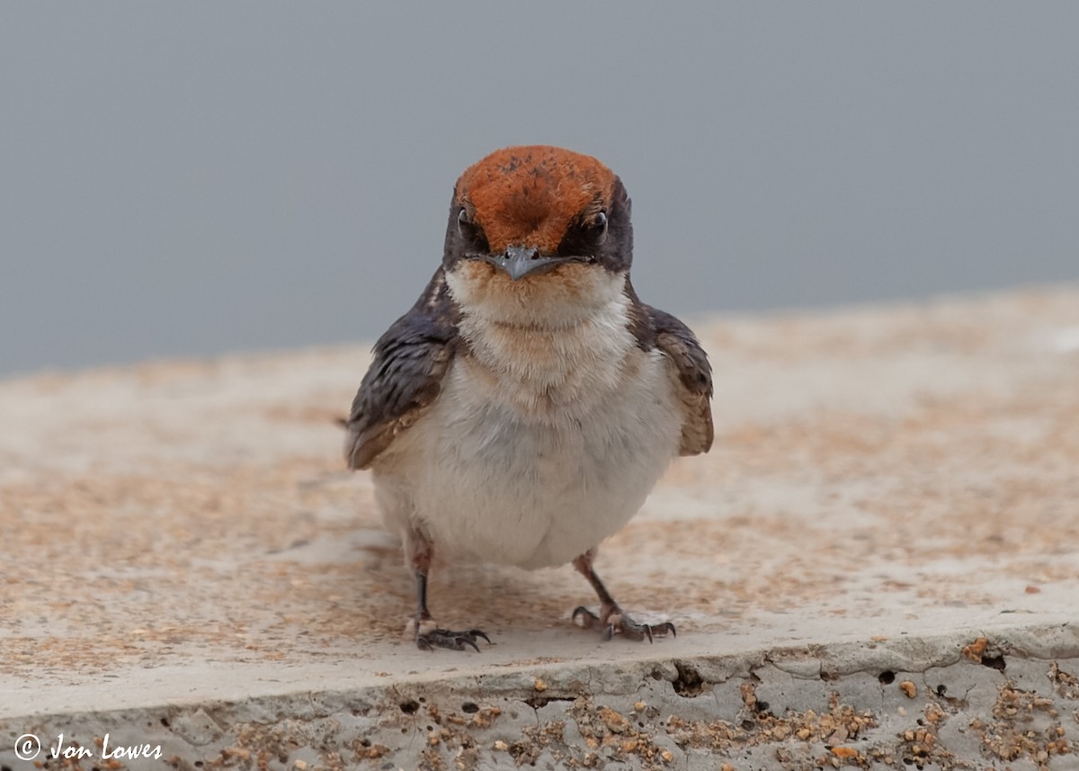 Wire-tailed Swallow - ML549095781