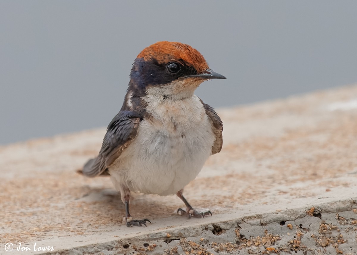 Wire-tailed Swallow - ML549095791