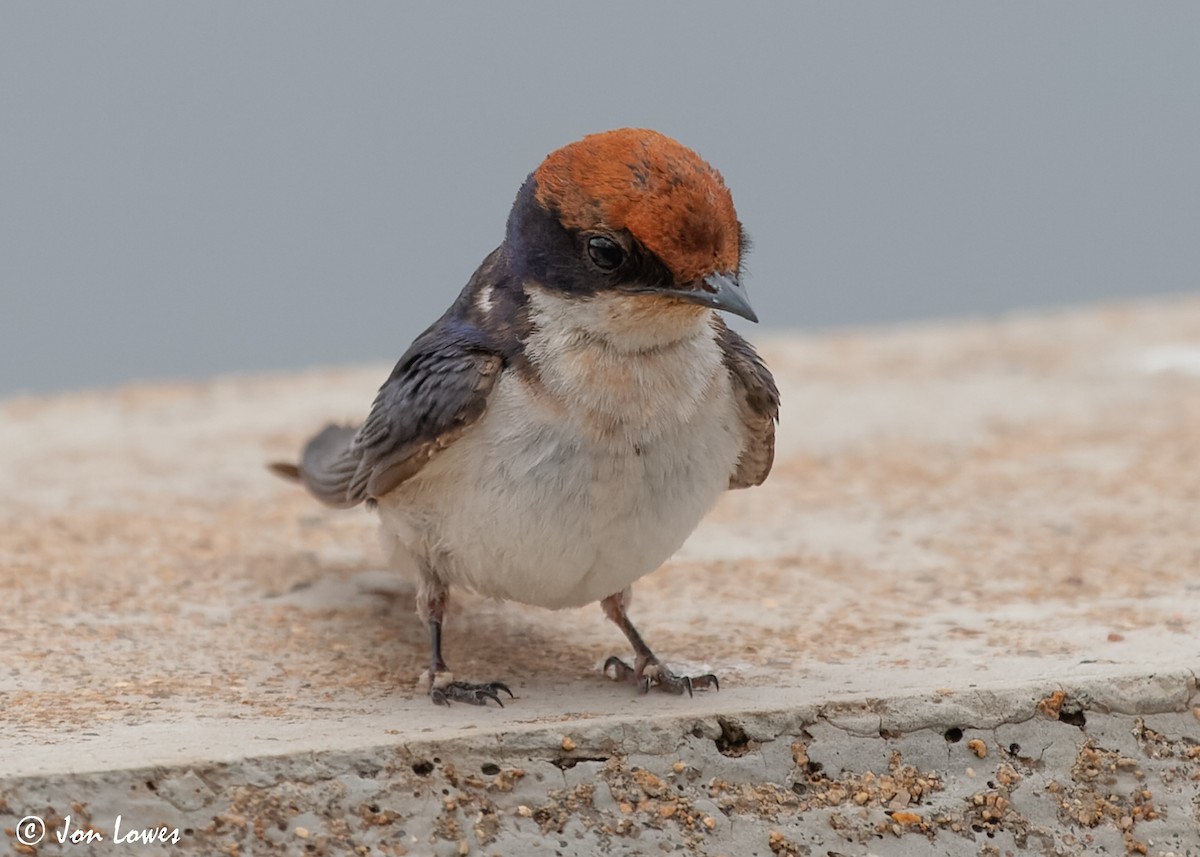 Wire-tailed Swallow - ML549095801