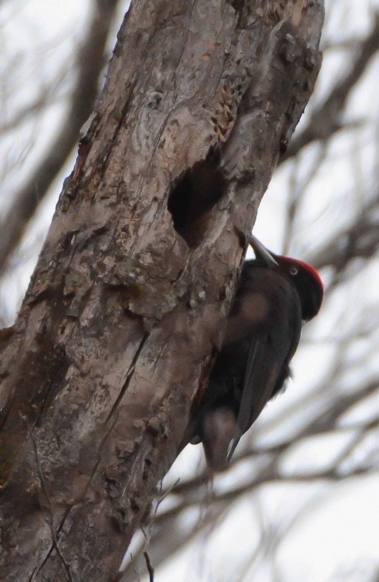Black Woodpecker - ML549096541