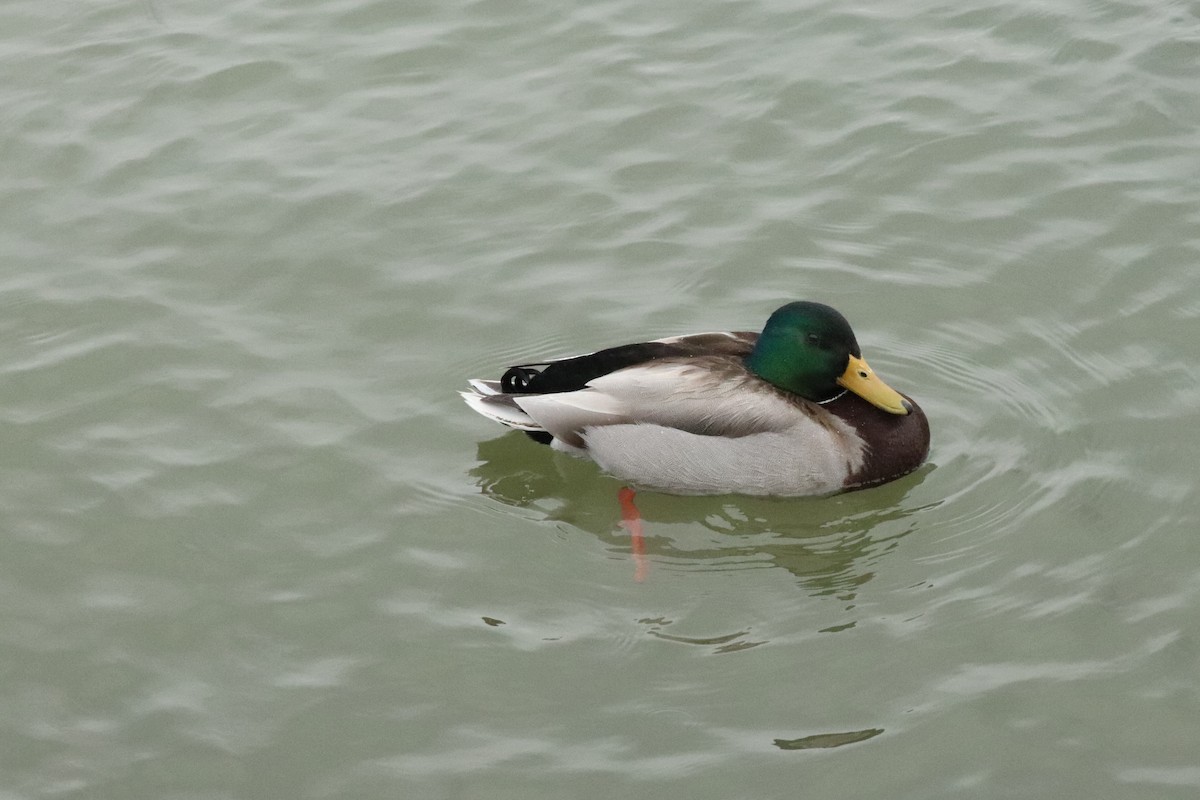 Mallard - Kathy Isaacs