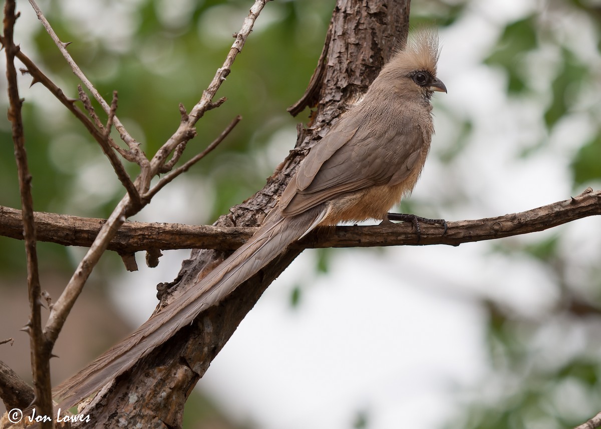 Speckled Mousebird - ML549106611