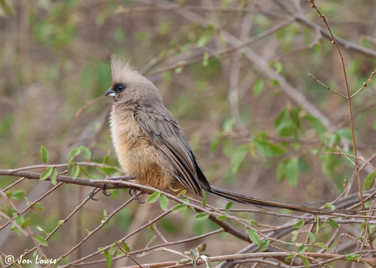 Speckled Mousebird - ML549106681