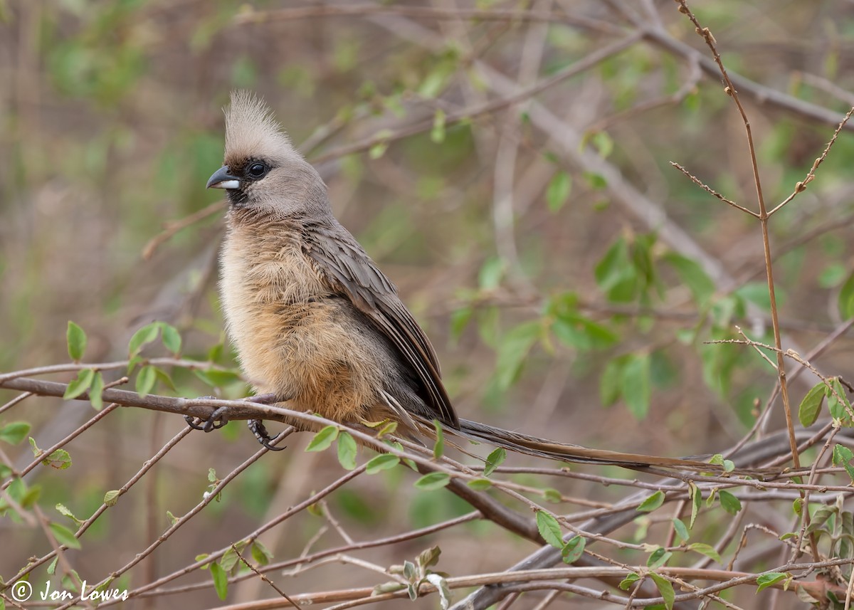 Speckled Mousebird - ML549106691