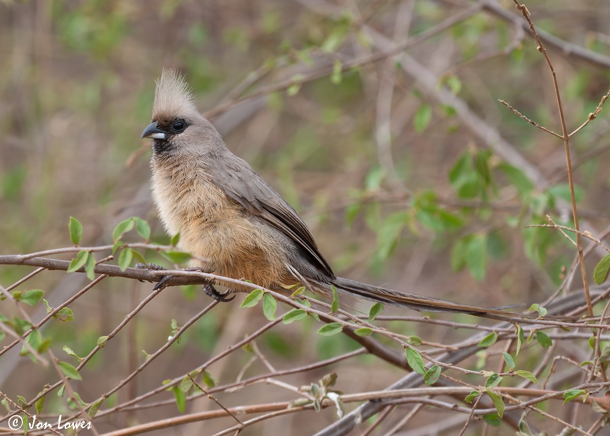 Speckled Mousebird - ML549106701