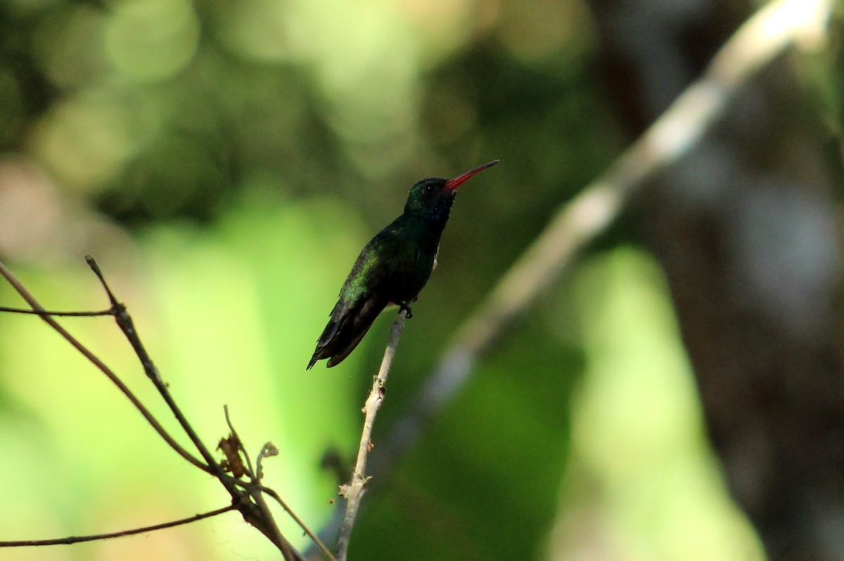 Broad-billed Hummingbird - Jonathan  Vargas