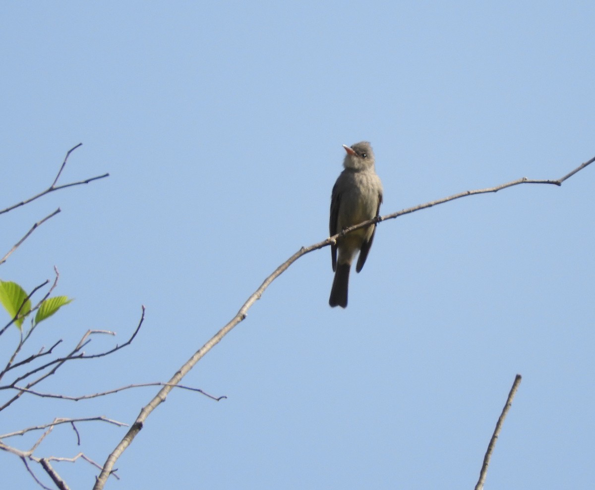 Greater Pewee - ML549111131