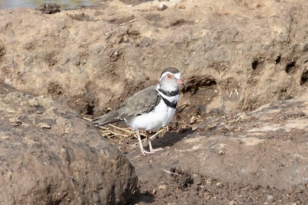Three-banded Plover - ML549111801