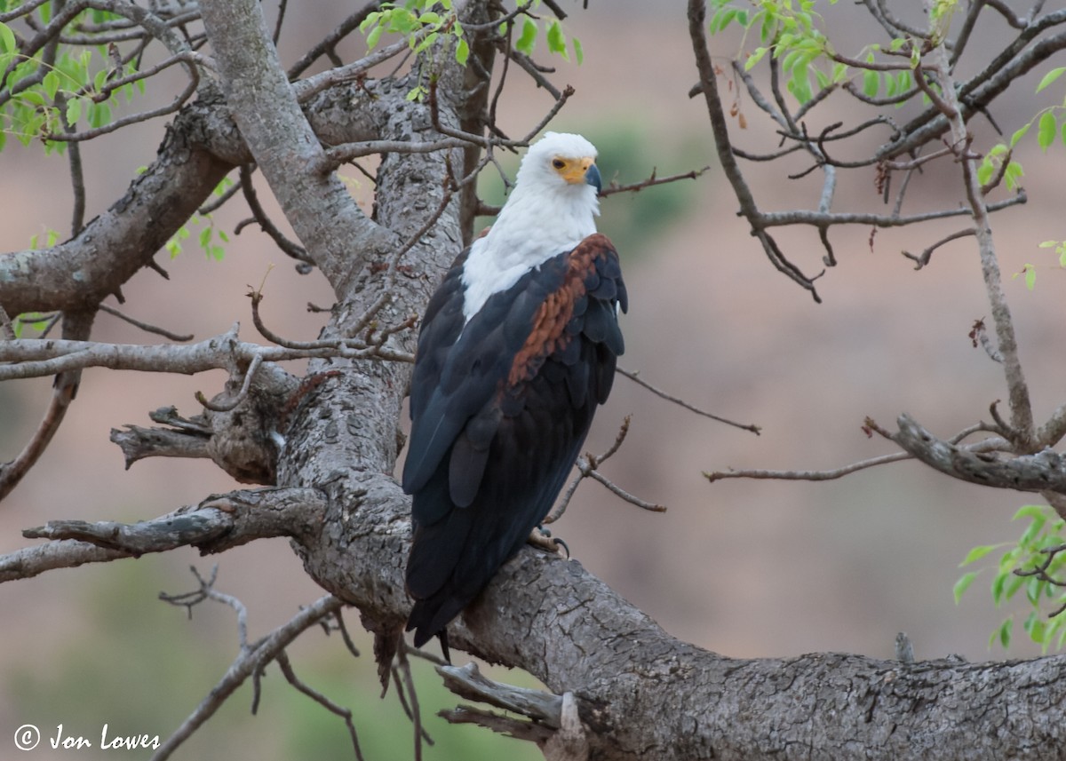African Fish-Eagle - ML549112331