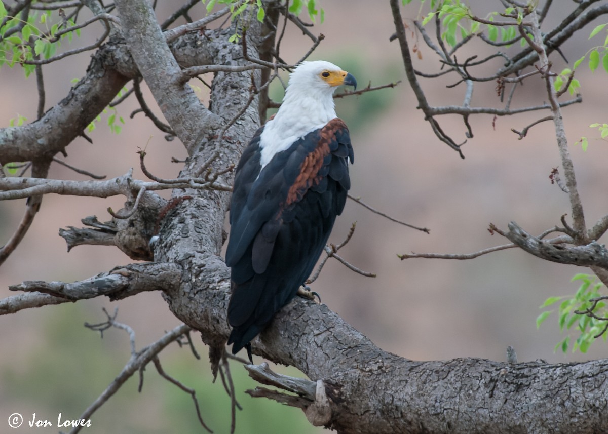 African Fish-Eagle - ML549112341