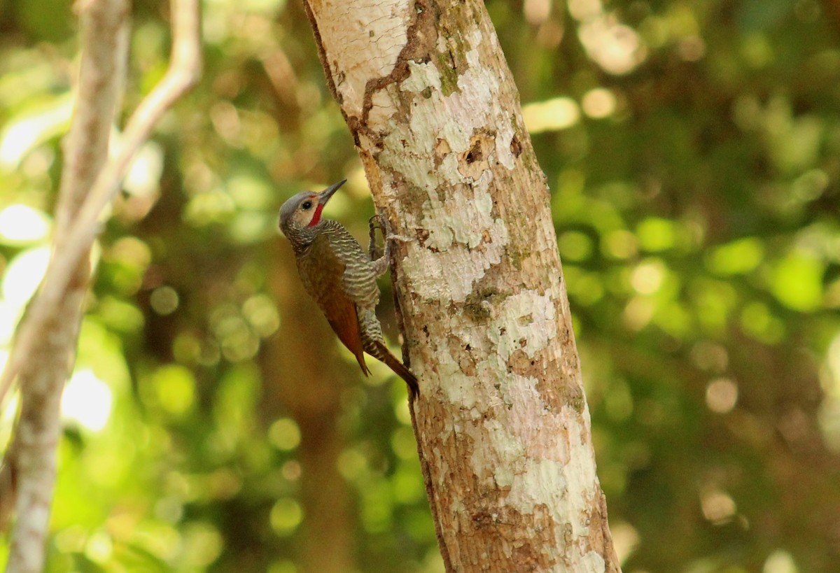 Gray-crowned Woodpecker - ML54911291