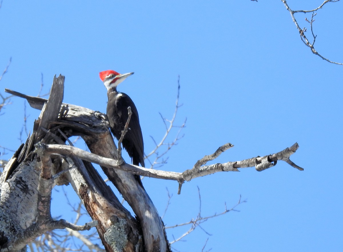 Pileated Woodpecker - ML549113531