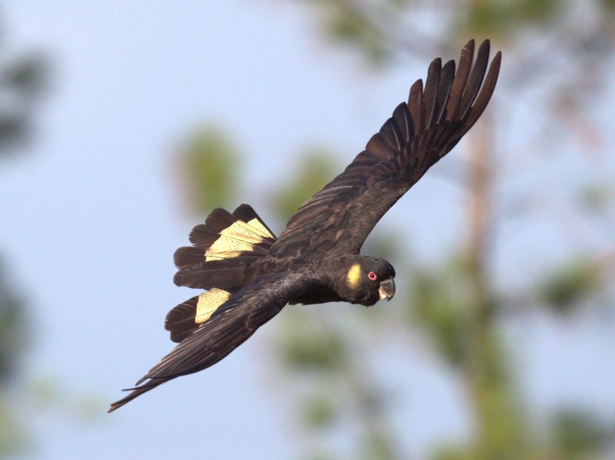 Yellow-tailed Black-Cockatoo - ML54911391