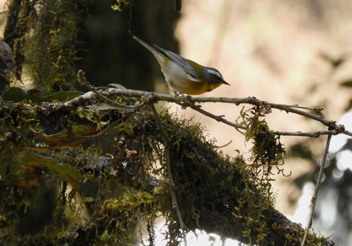 Crescent-chested Warbler - ML549114641