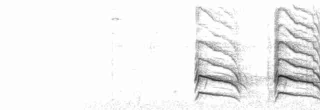  - Red-shouldered Hawk