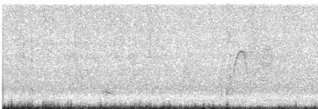 Светлобрюхий фиби - ML549129401
