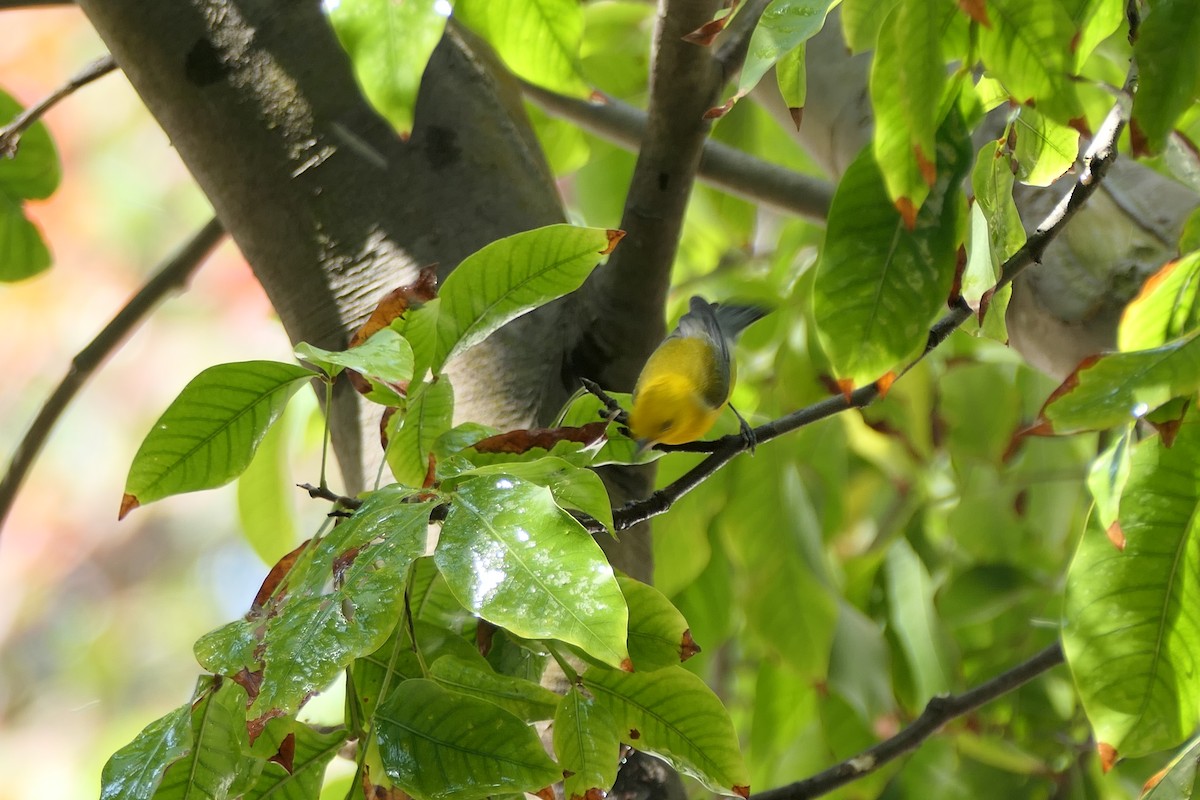 plommeparula - ML549129461