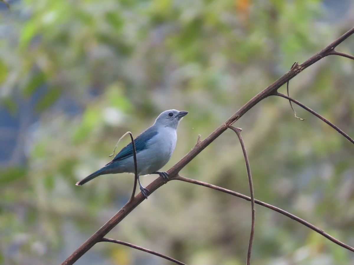 Blue-gray Tanager - ML549137391