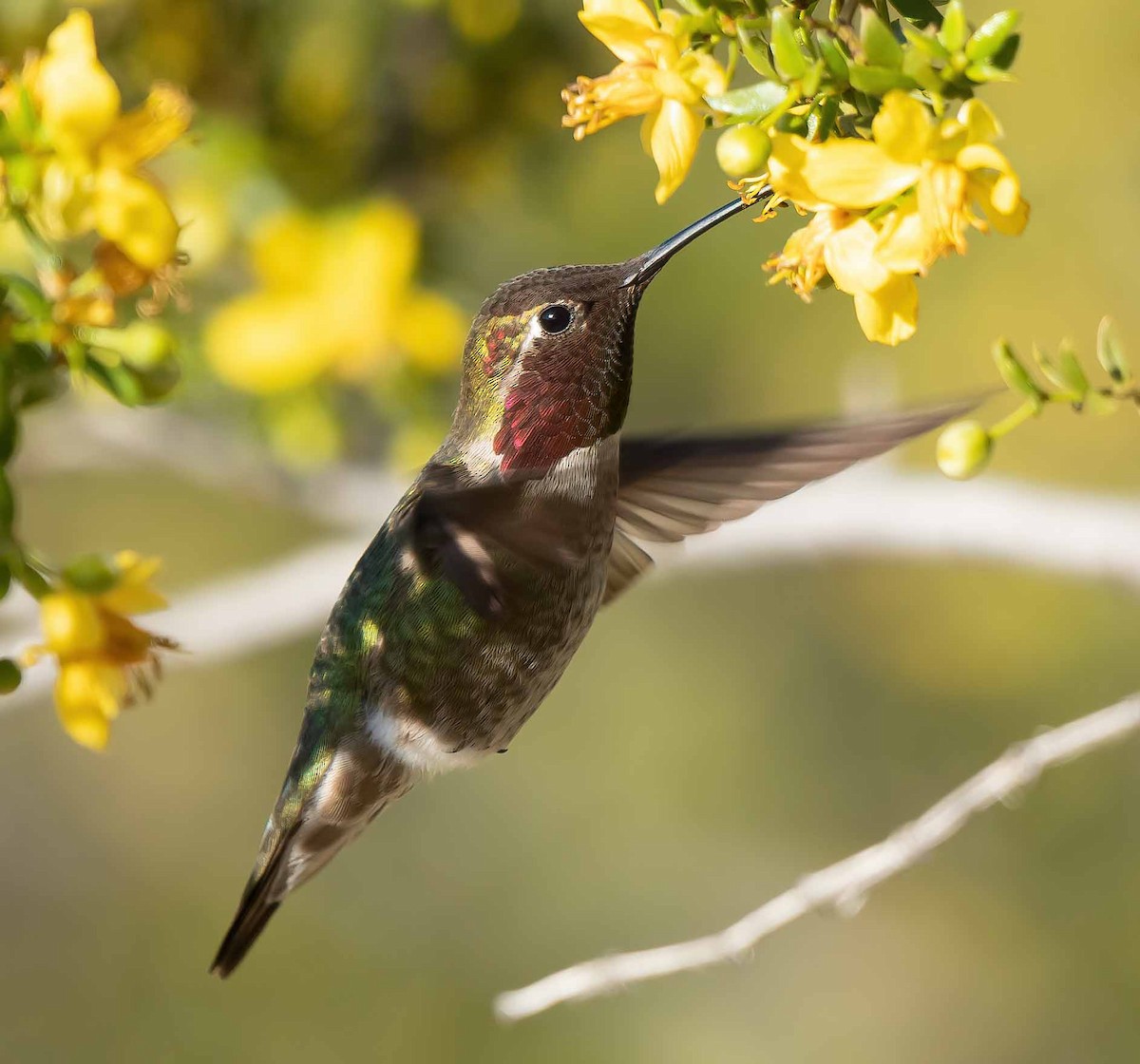Anna's Hummingbird - ML549137531