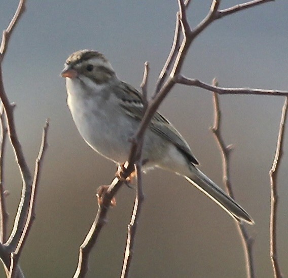 Clay-colored Sparrow - ML549139551
