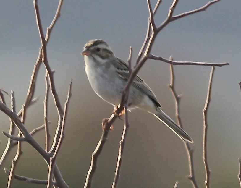 Clay-colored Sparrow - ML549139561